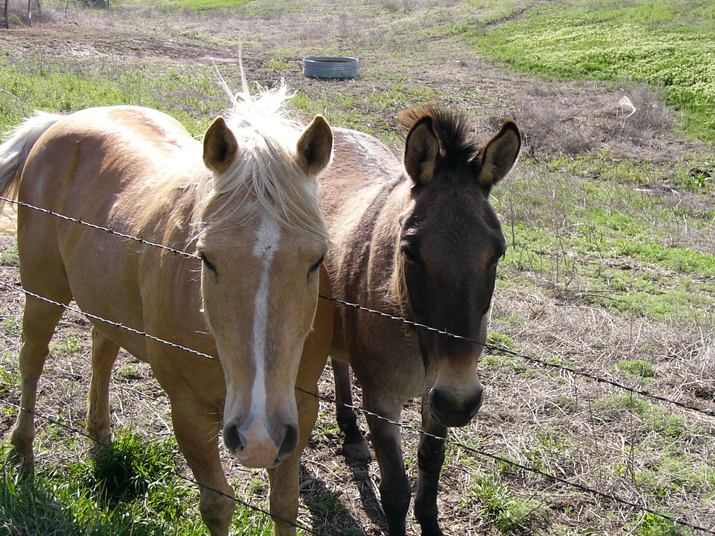 Horse and mule The people renting our pasture are keeping … Flickr