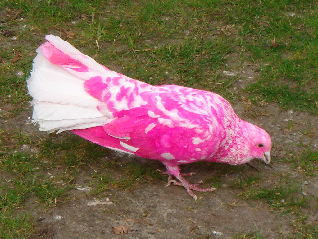 Pink pigeon There are a few of these. Probably painted to … Flickr