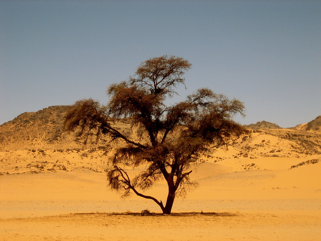 Acacia tree, Karkur Talh The trees were green and full of … Flickr