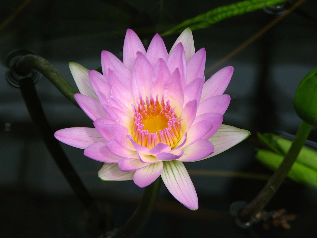 Lotus flower The legendary lotus flower, so important to B… Flickr