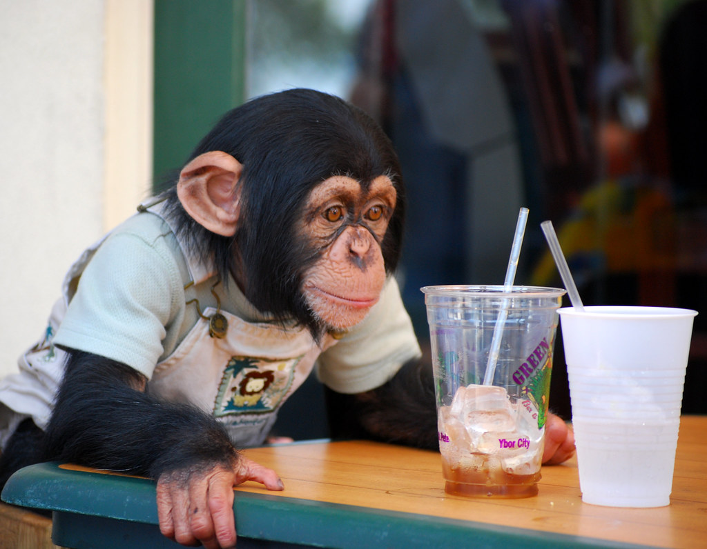 Ybor Chimpanzee While in Tampa, I spent a pleasant Sunday … Flickr