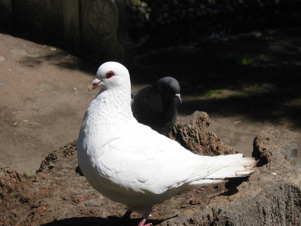 1090938_IMG Albino Pigeon, Golden Gate Park. Gerald Azenaro Flickr