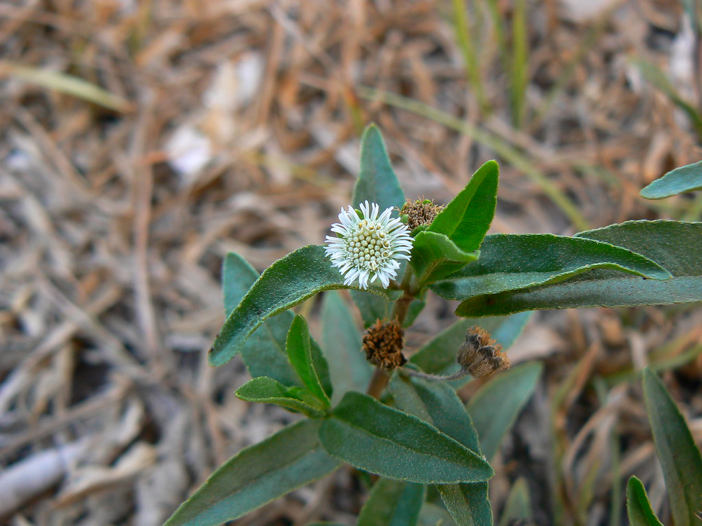 Bhringaraj (Sanskrit भ्रिंगराज) Botanical name Eclipta