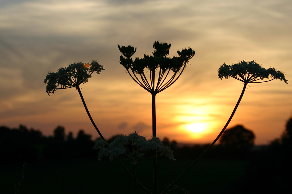 Coucher de soleil Savane africaine ou prairie tempérée