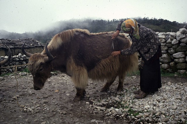 Yak hair cut Flickr Photo Sharing!