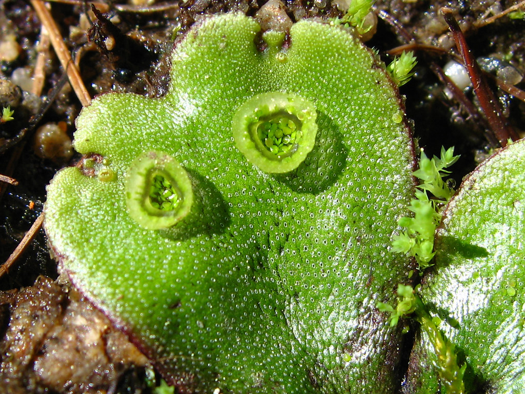liverwort thallus Liverworts have multiple reproductive st… Flickr