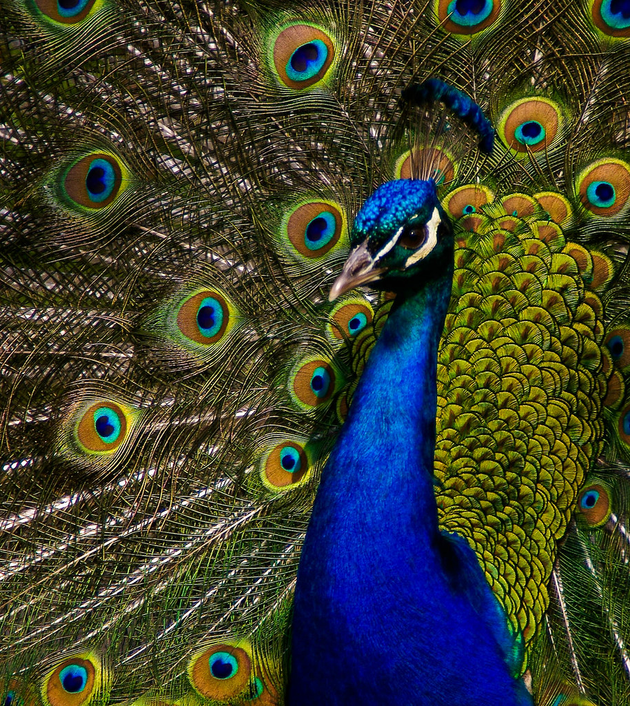 Seattle Peacock CloseUp Peacocks are really crea… Flickr