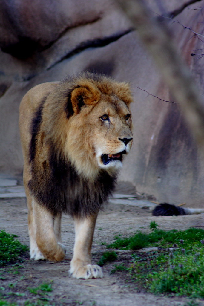 Proud Lion, Memphis Zoo, Memphis, Tennessee Frank Flickr