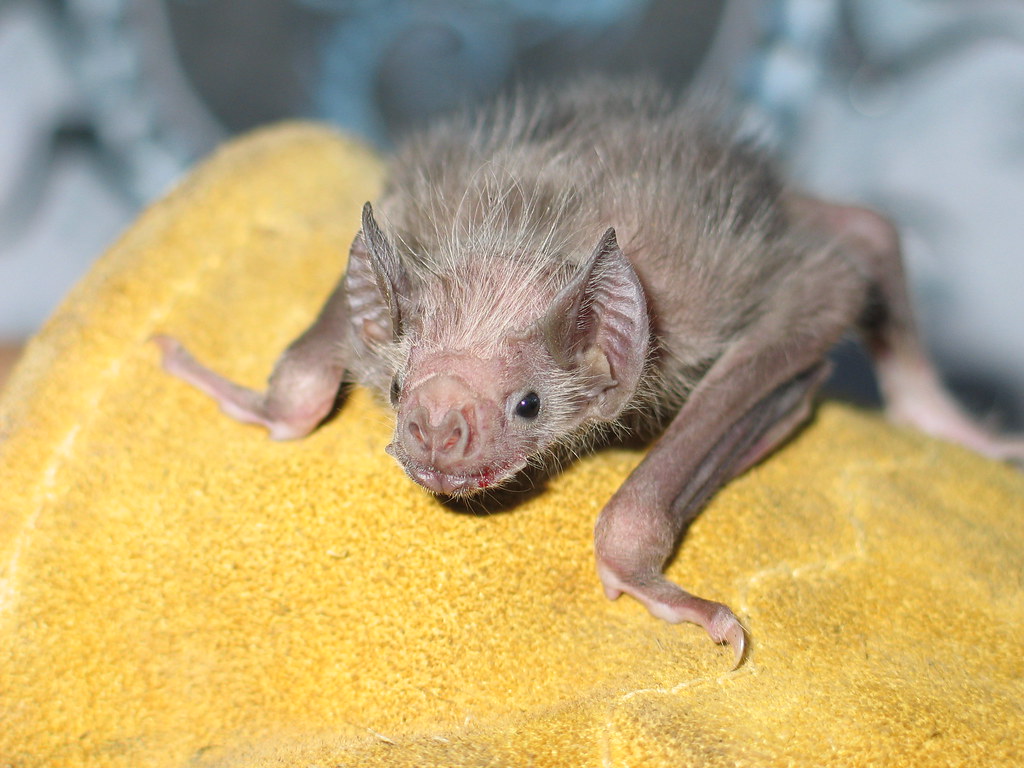 Baby Vampire Bat cute eh? Annie Tibbels Flickr