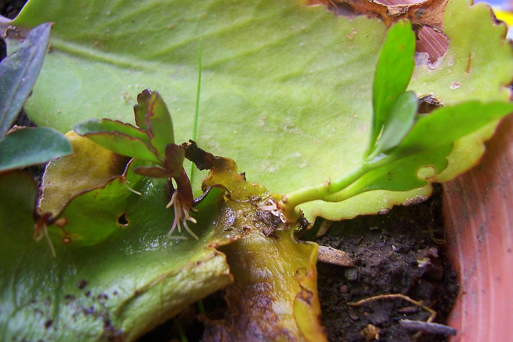 Katakataka Katakataka plant (roughly translated as wonder … Flickr