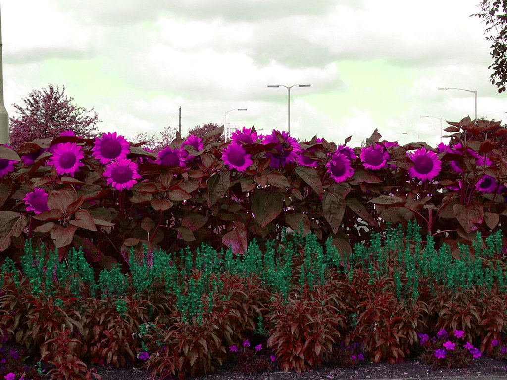 Purple Sunflowers matthew Hunt Flickr
