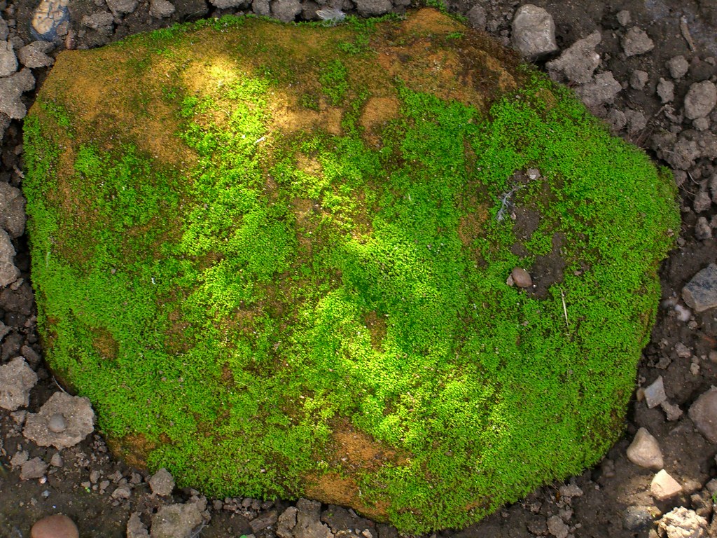 MossCovered Rock A mossy rock in Sam's Mum's garden. Michael