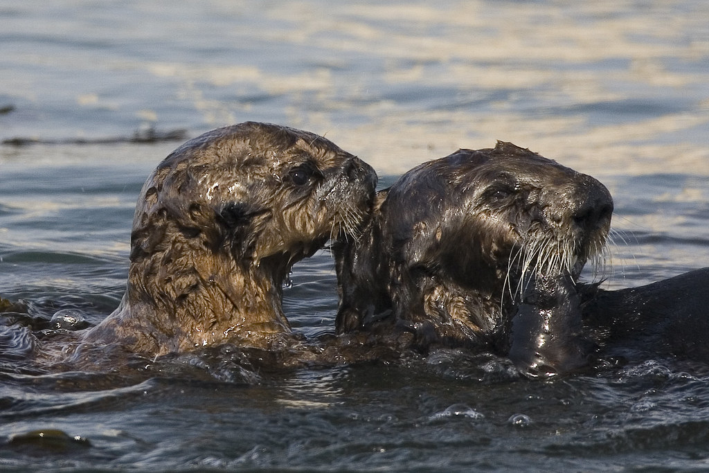 5 Frightening Effects of Oil Spills on Both Land and Marine Animals