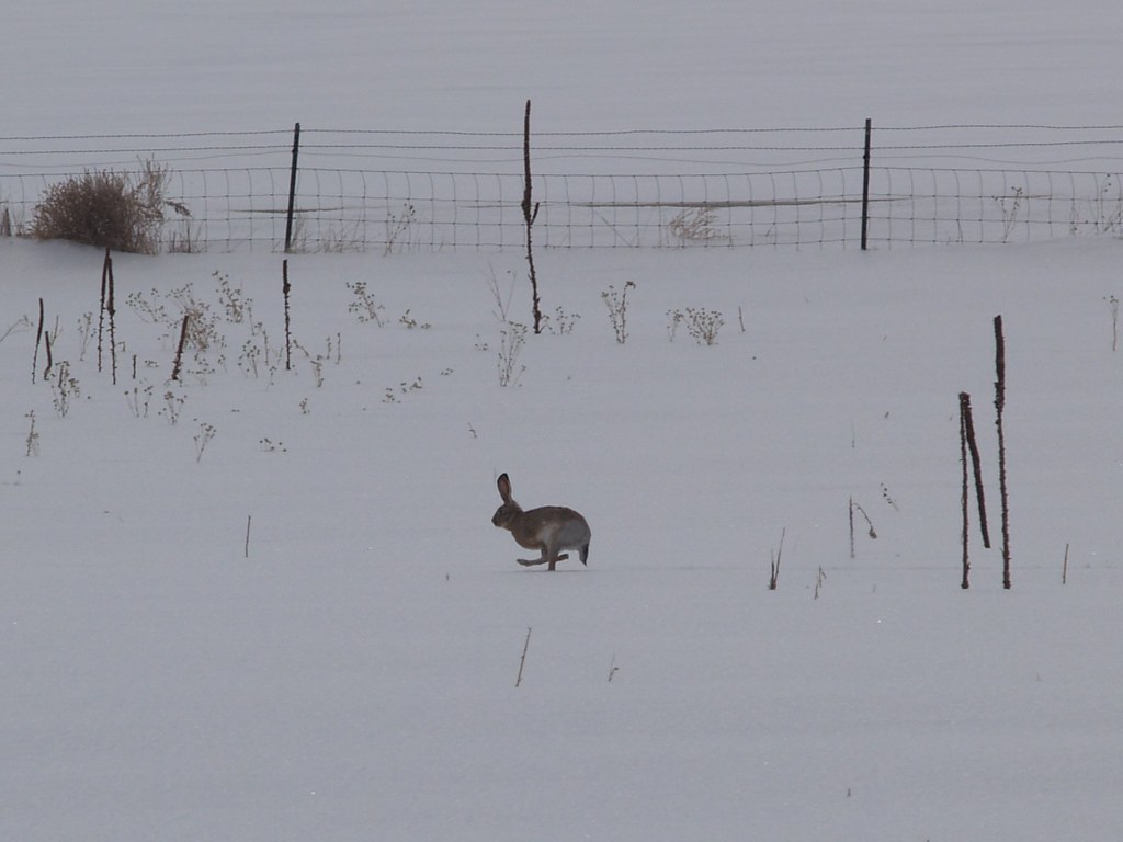 Jack rabbit running across deep snow The blizzard drove Ja… Flickr
