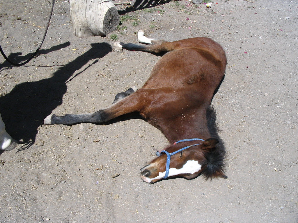 A tired horse This is how we felt too. Robert Ennals Flickr