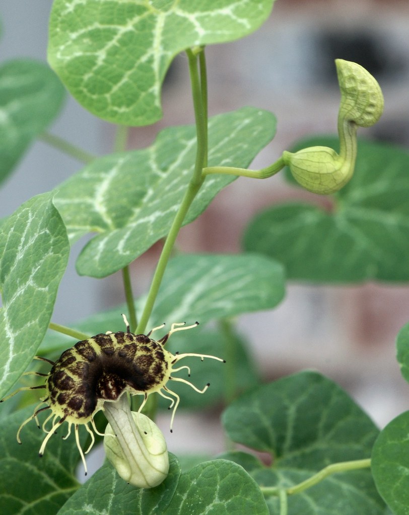 Whiteveined dutchman's pipe Host plant for Pipevine swall… Flickr
