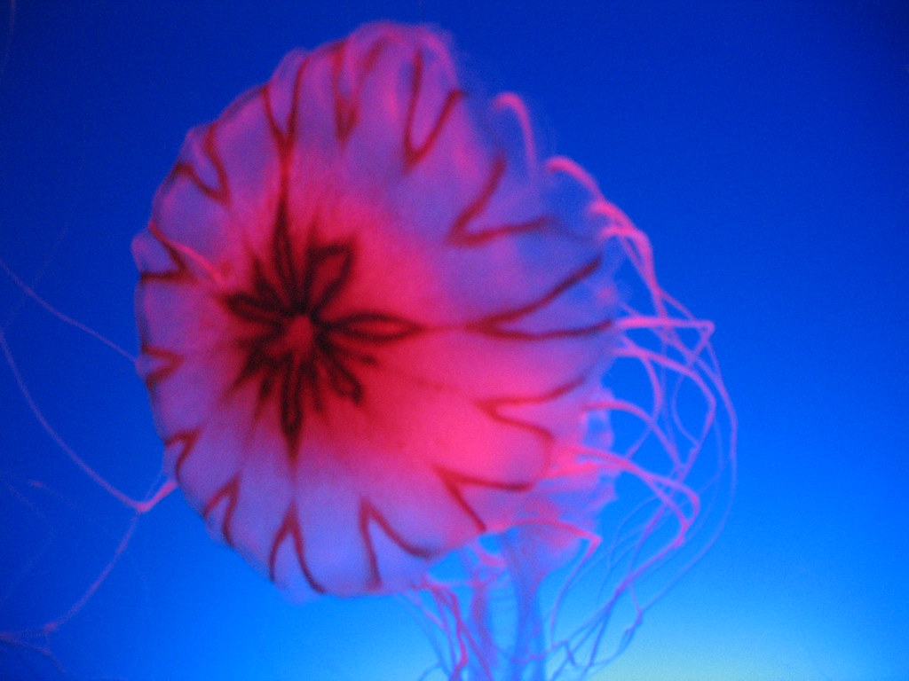 jellyfish I what this is... Some sort of