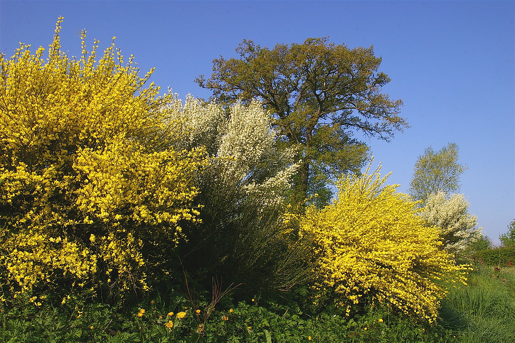 Broom bloom The broom bushes on the bank above our pond ar… Flickr