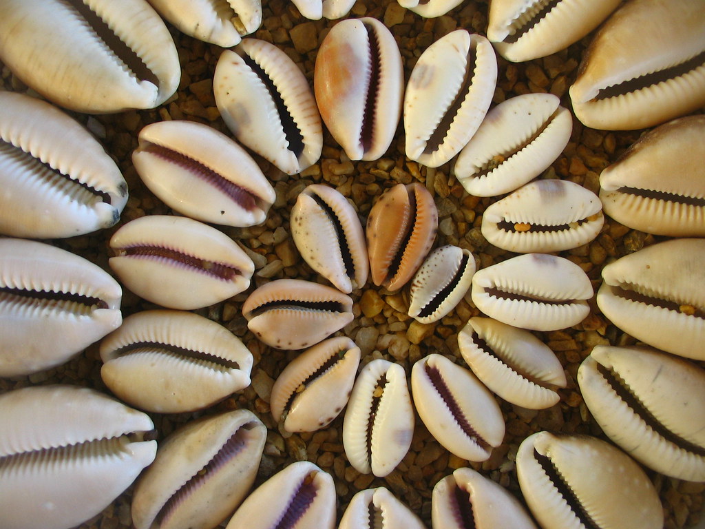 cowrie spiral most of my cowrie shells almost all of the… Flickr