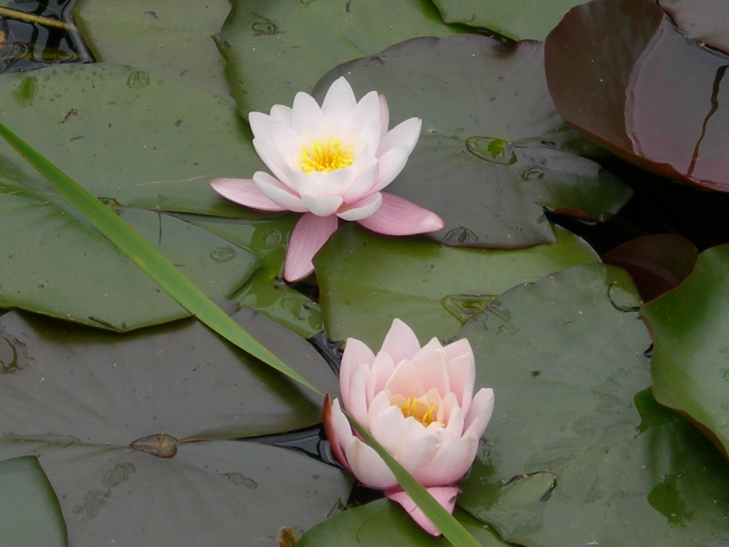 Floating Water lily flowers close up Pond in Vodafone HQ mnadi Flickr