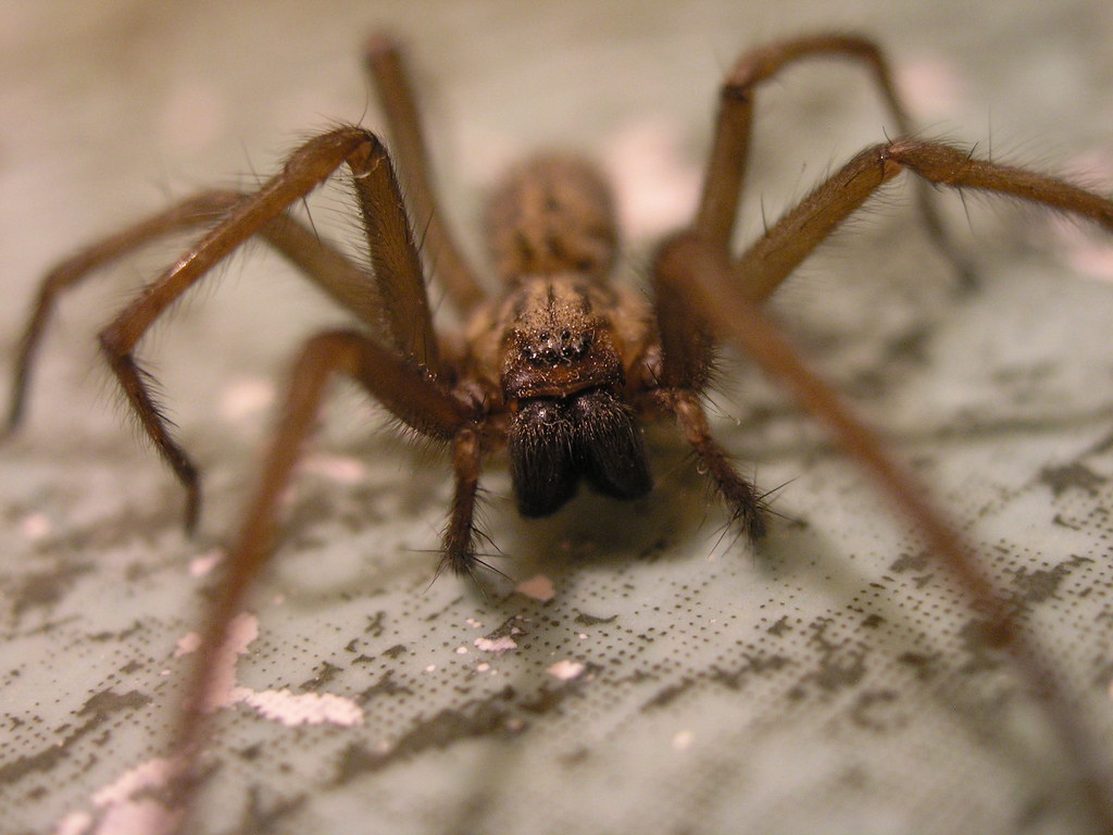 world's fastest spider Tegenaria Gigantea now i'm usuall… Flickr