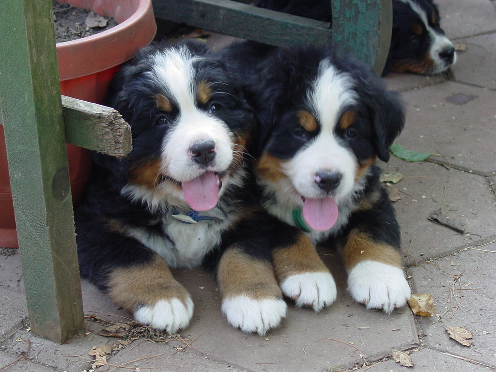 Quincy Bernese Mountain Dog At 4 weeks. Quincy is on the… Flickr