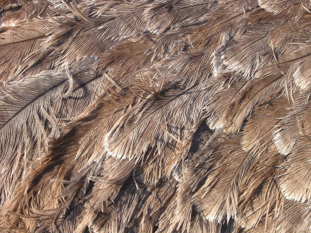 Ostrich Feathers ostrich feathers, taken in the … Flickr