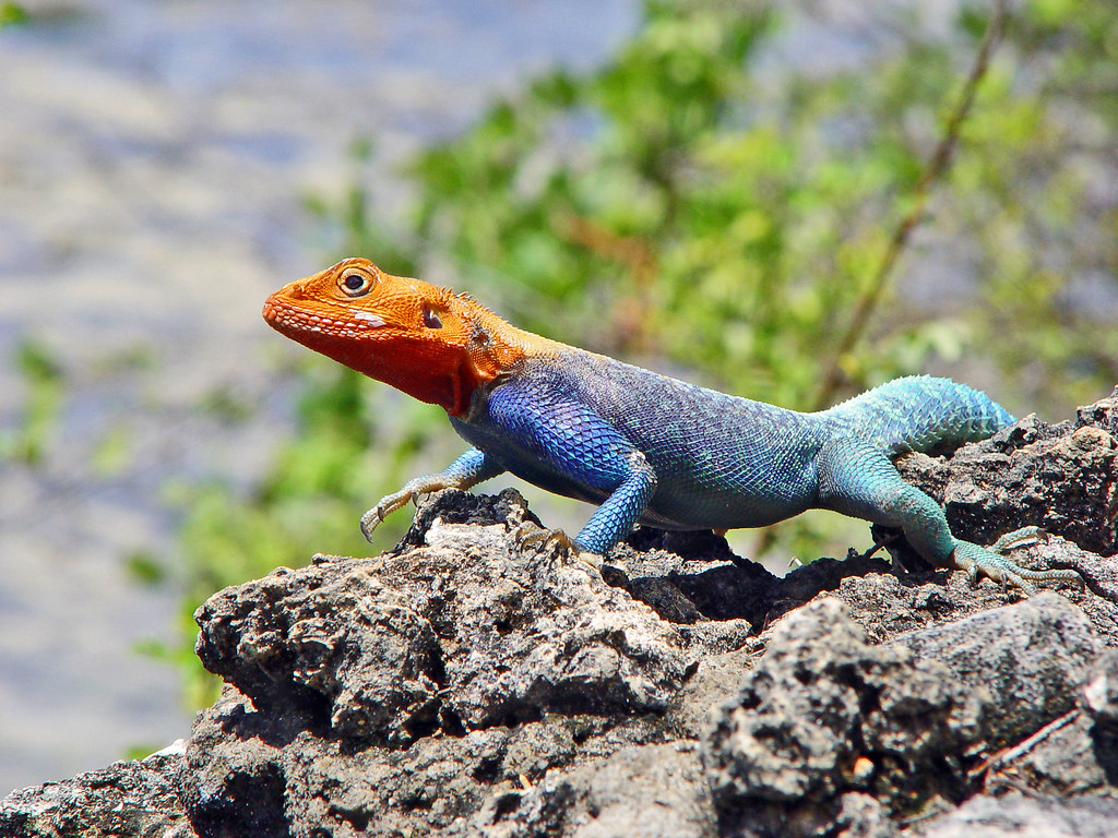 Redheaded Agama Redheaded Rock Agama taking some heat