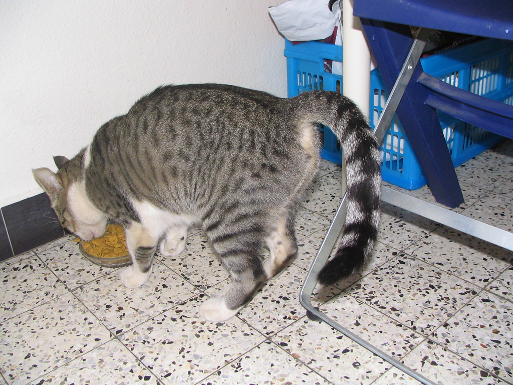 Bagha with limp tail Bagha came in with a limp, floppy tai… Flickr