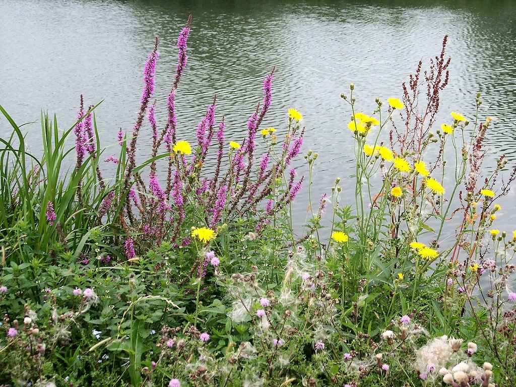 Riverbank wild flowers River Thames, Oxfordshire, England Flickr