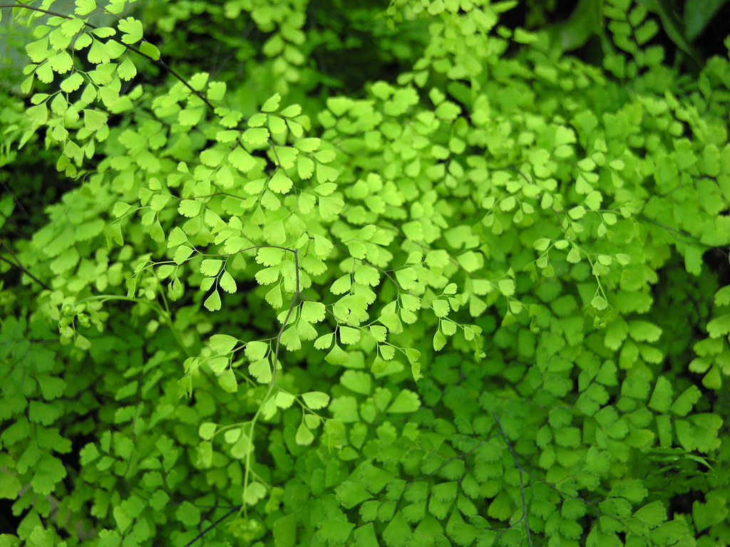 Adiantum concinnum Brittle Maidenhair fern. Van Swearingen Flickr