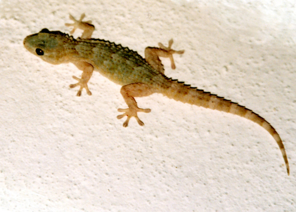 Spanish Geko? Found this little fella on the wall inside