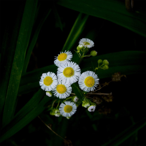 White and Yellow Flowering Weed A weed from Tad's backyard… Flickr