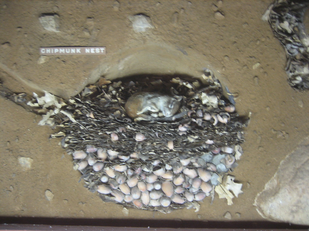 Chipmunk Nest A chipmunk sleeping in his winter nest on to… Flickr