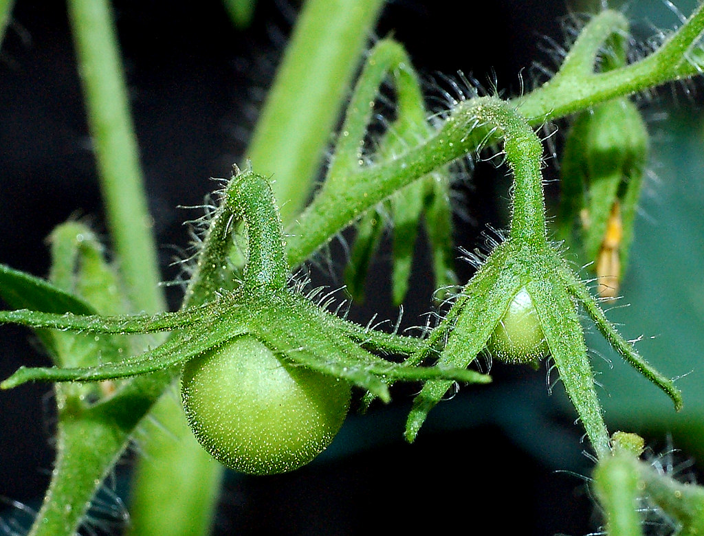 Trichomes Tomato Plant Hair Trichomes Nikon D50 w/Sigm… Flickr