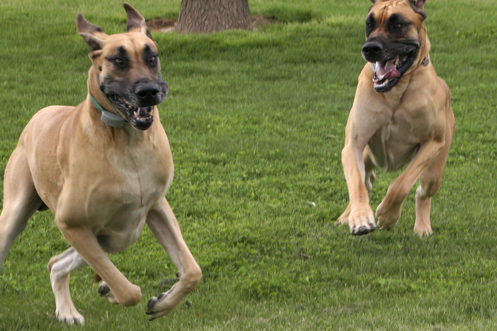 Run Dog, Run! On this day, we had been alerted that a seve… Flickr