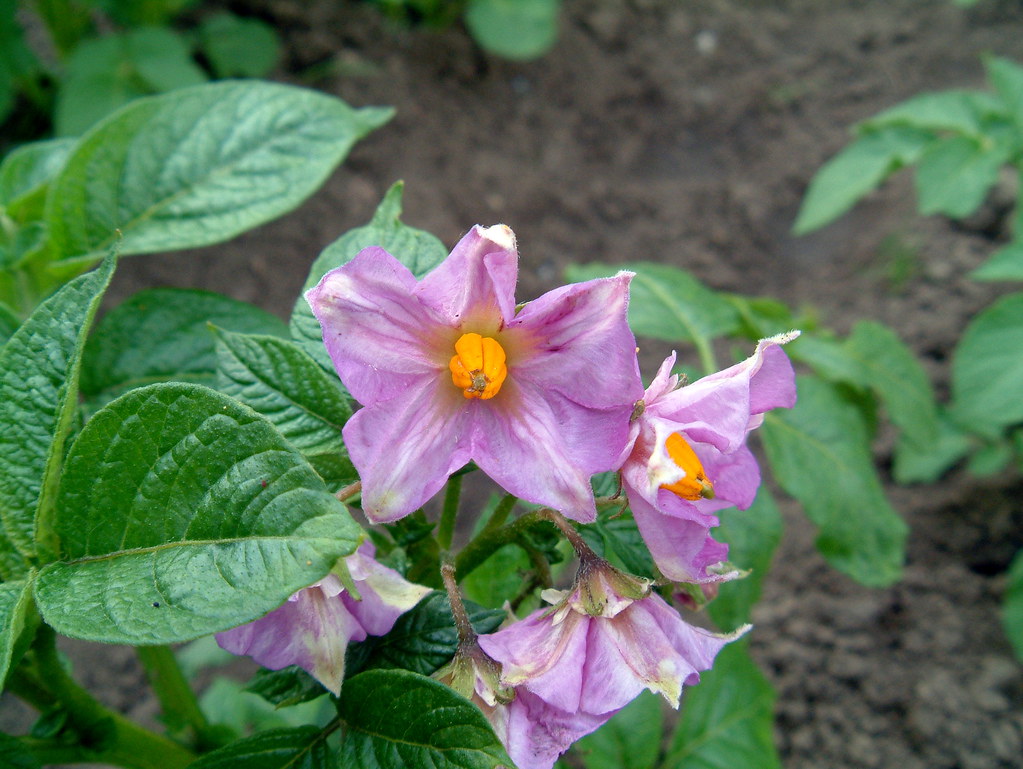Potato plant A blossom on one of our potato plants Eamonn Sullivan