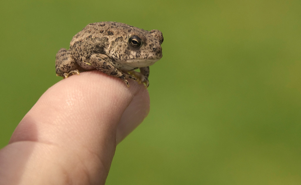 Tiny Toad on Top I believe only a fellow photographer coul… Flickr