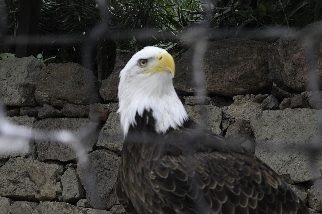 Bald eagle or White Headed Eagle, in captivity at Palmitos… Flickr