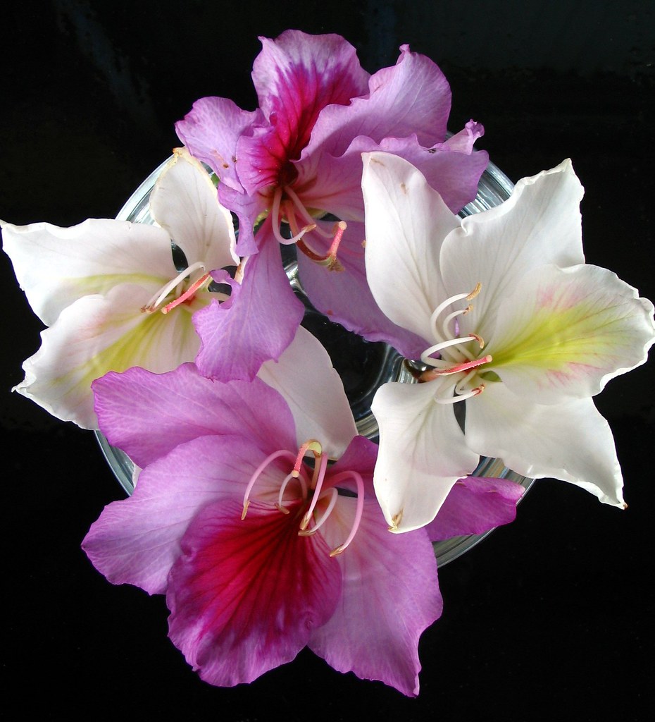 chinese orchid tree flowers i am going to try these again … Flickr