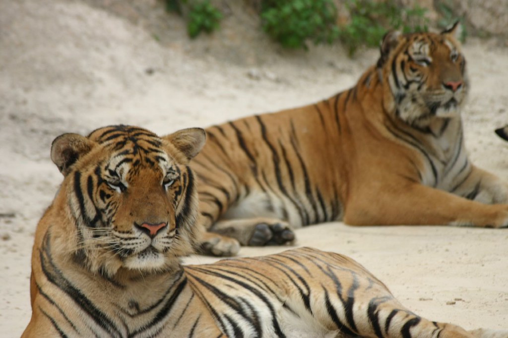Tigers Tiger Temple Kanchanaburi Provence, Thailand S B Flickr