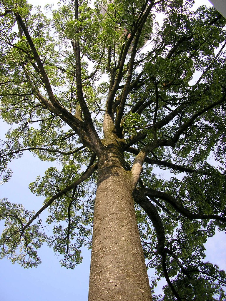 104 years old Jelutong Tree besides the KL Tower This