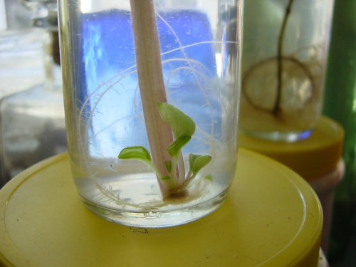 African violet propagation in water The African violet lea… Flickr