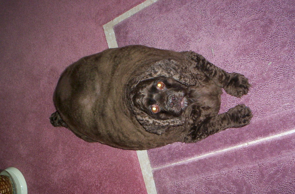 Fattest Dog EVER My grandmother's dog in FL. wjuhonie Flickr