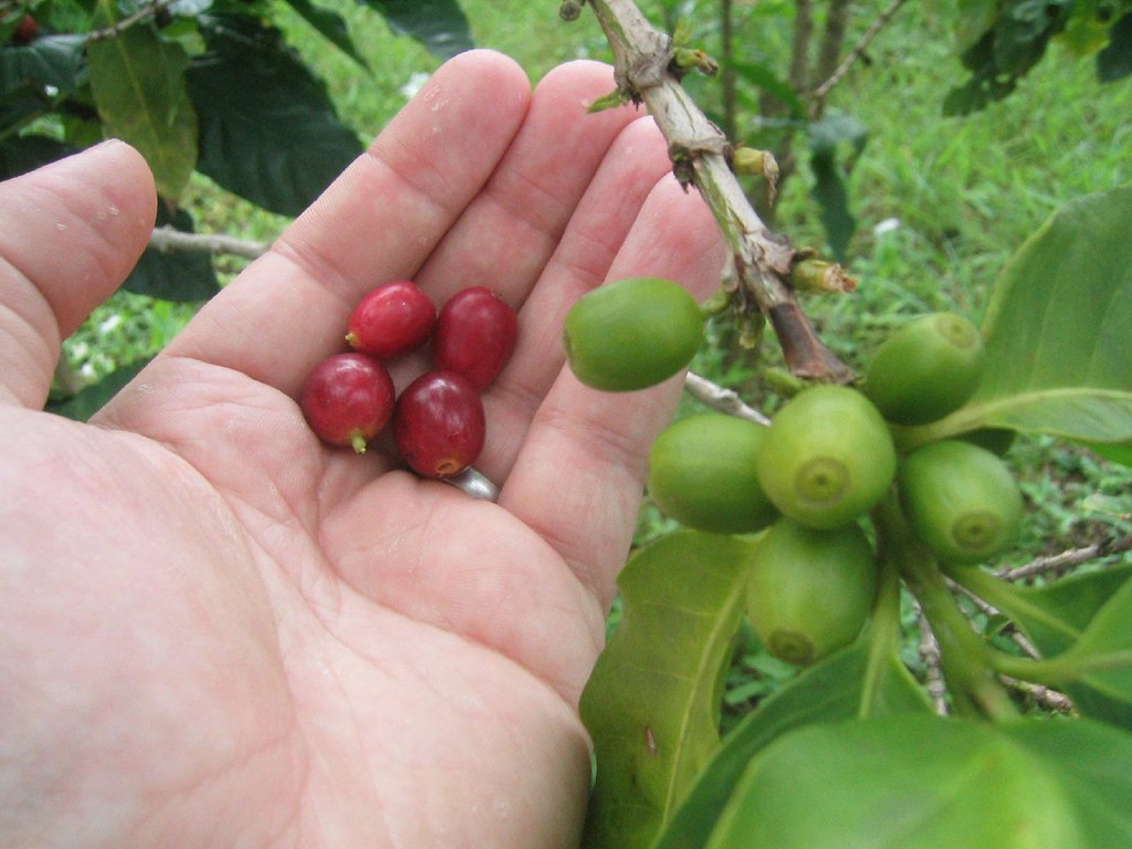 Coffee Beans We visited one of the local coffee mills sout… Flickr