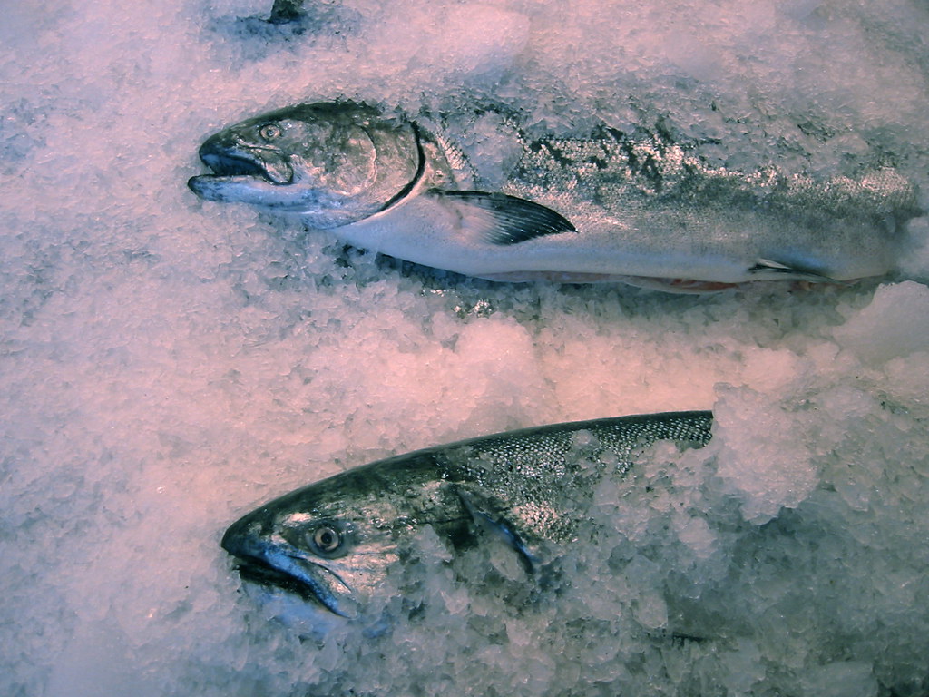 King Salmon Pike Place Market, Seattle. Jeremy Keith Flickr