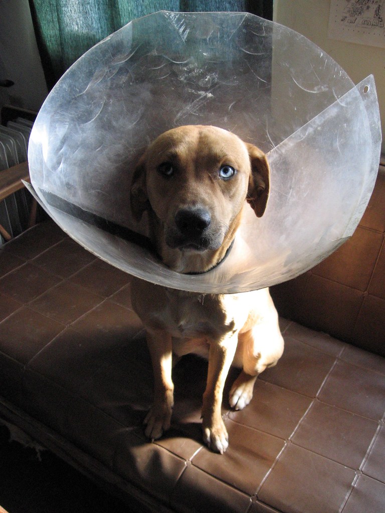 Sad Dog My dog got spayed and has to wear this cone. She h… Flickr