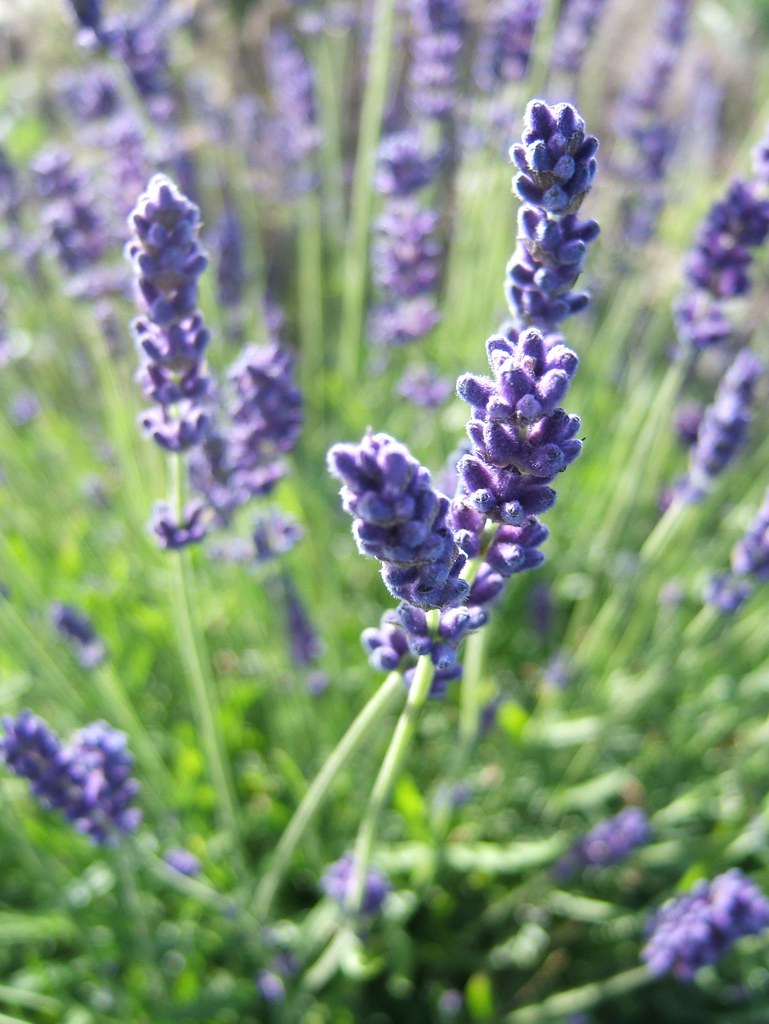English Lavender divine summer scent THOR Flickr