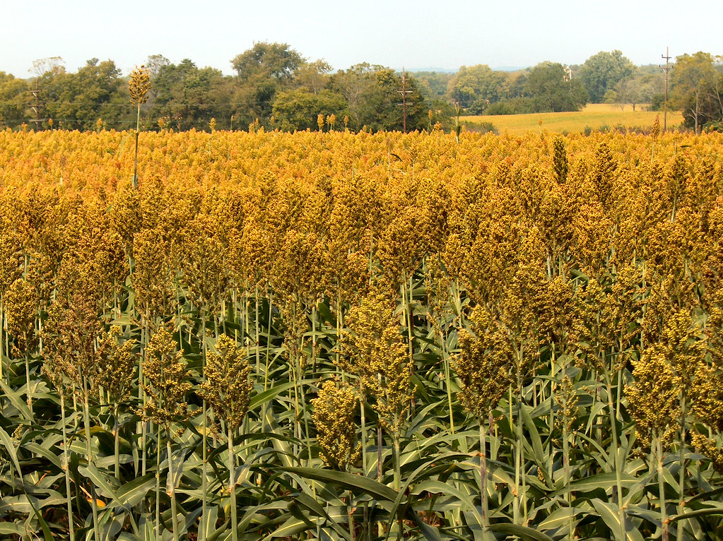 Corn? ! Looks like corn on the bott… Flickr
