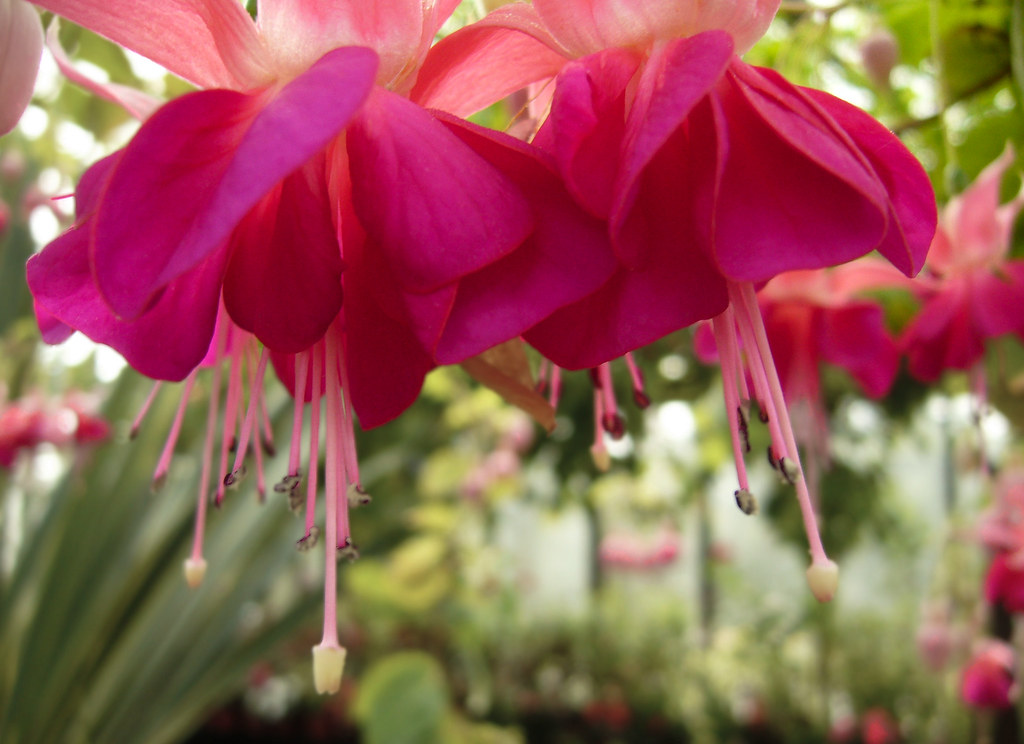 Flower in Glasgow Botanical Gardens Taken with my Panasoni… Flickr